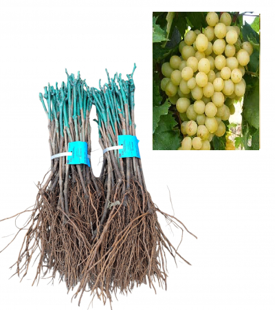 csemegeszőlő  dugványok - Favorit zöldes-sárga csemegeszőlő dugvány , szabad gyoker