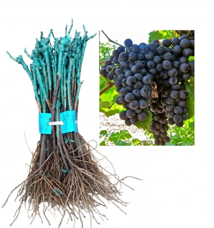 szőlő - Hamburgi Muskotály sötétkék–fekete csemegeszőlő  és borszőlő ,fajta, oltott, szabad gyoker