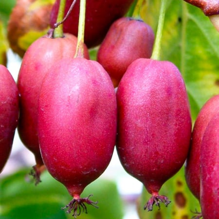 Termékek - Hardy Red lila/ bíbor mini kiwi ,2 éves– Actinidia purpurea, cserepben