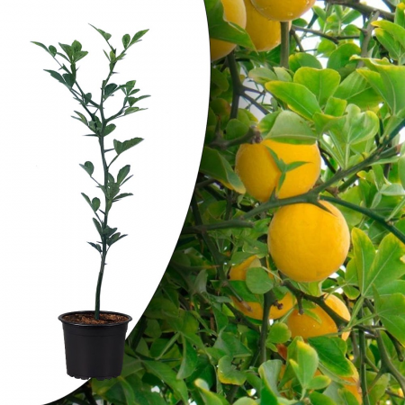 Minden termék - Hidegálló citrom, Poncirus Trifoliata 1 éves, magassága 10-20 cm