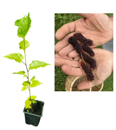 Dekoratív fák - Illinois Everbearing eperfa – folyamatosan termő fajta 30-50 cm, cserepben