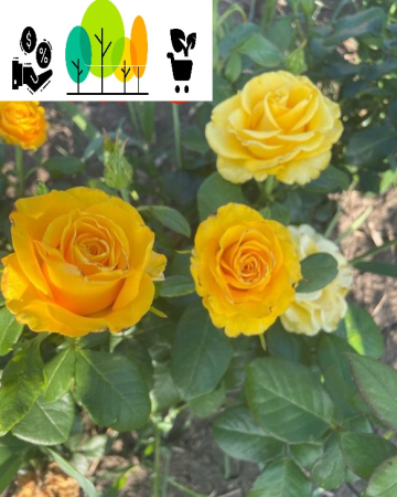 rózsa -  Kerio sárga teahibrid rózsa  , szabad gyökér (8)