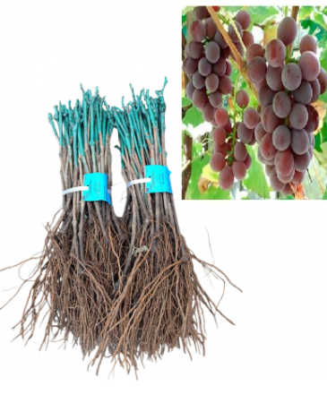 szőlő - Lidi rózsaszínes-piros csemegeszőlő fajta, oltott, szabad gyoker