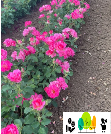 rózsabokor - Magas növésű rózsaszín bokorrózsa ,szabad gyökér (2)