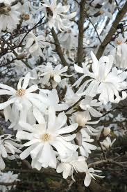 Minden termék - Magnólia 20-30 cm, cserepes P9 Stellata Royal Star