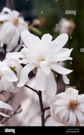 Minden termék - Magnolie  loebneri Merrill 20-30 cm ,  cserepes P9