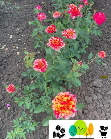 rózsa - Maurice barack–rózsaszín-sargas teahibrid nemes rózsa ,szabad gyökér  (1)