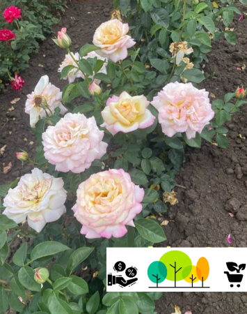 rózsa - Peace sárgás-rózsaszínes ,teahibrid rózsa , szabad gyökér (32)