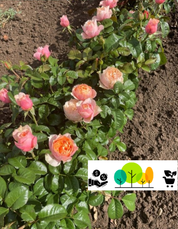 rózsa - Pink Piano floribunda rózsa szabad gyökér (58)