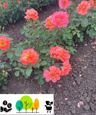 rózsa - Porto futórózsa piros–narancssárga  ,szabad gyökér (53)