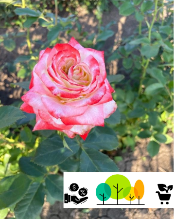 rózsa - Princesza rózsaszín -piros teahibrid–floribunda rózsa ,  szabad gyökér (28)