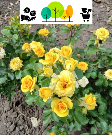 rózsa - Sárga törpe rózsa ,szabad gyökér (59)