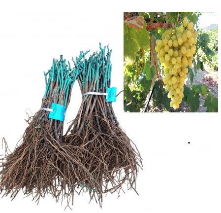 szőlő - Sultanina – mag nélküli fehér csemegeszőlő fajta, oltott, szabad gyoker