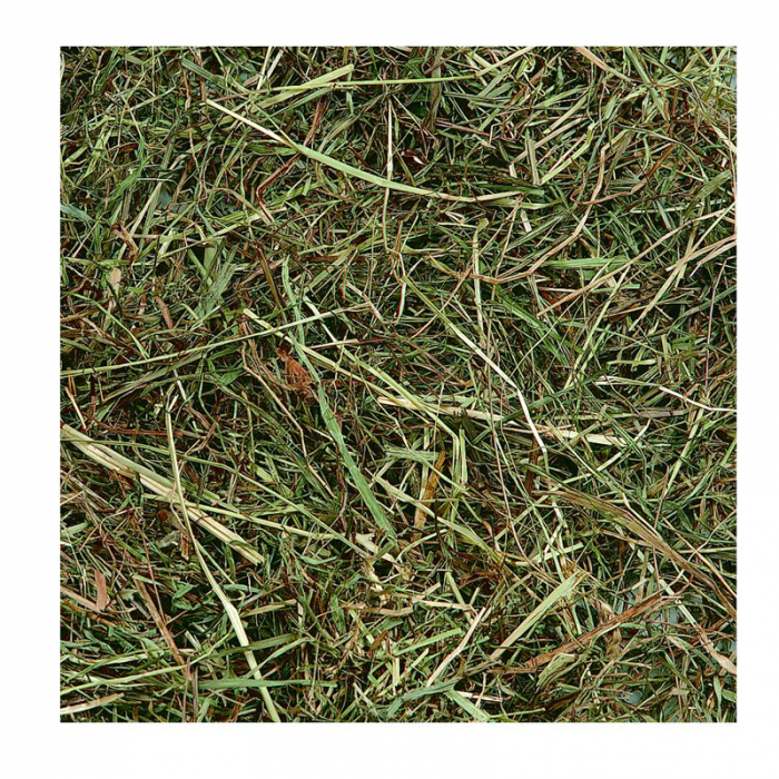 FÂN DE MUNTE CU MENTĂ FLAMINGO, 500 gr [2]