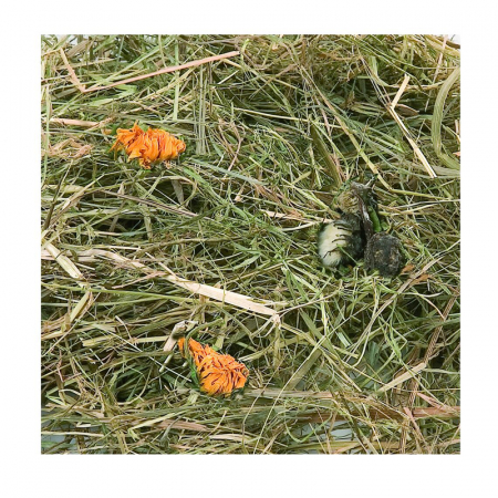 FÂN DE MUNTE CU PĂPĂDIE ȘI GĂLBENELE FLAMINGO, 500 gr [1]