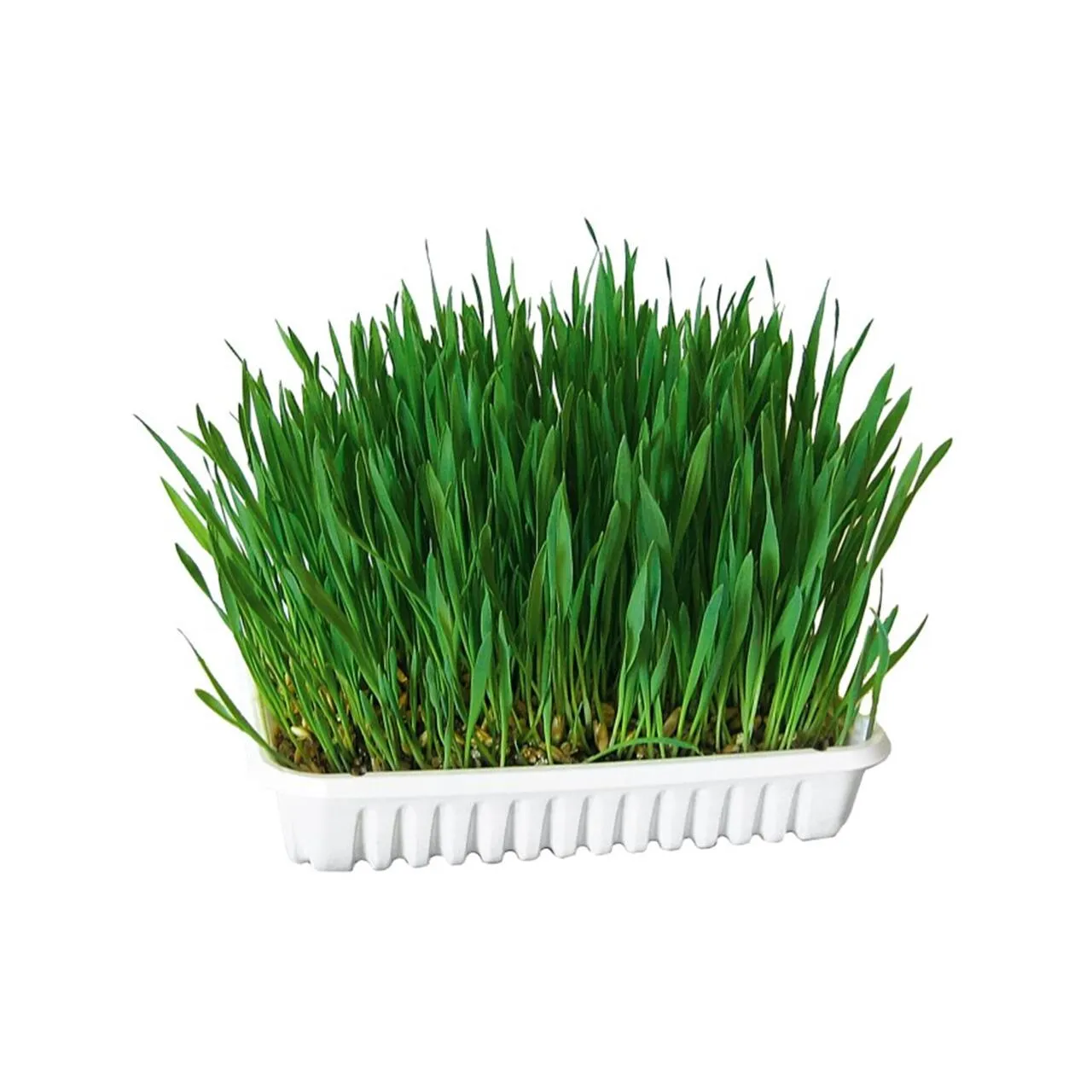 Iarba pisicii Kerbl Casoleta 100 gr [1]