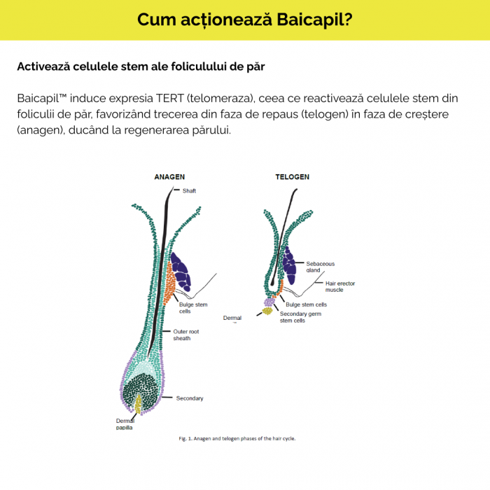 Pachet promotional anticadere Capilforte 2+1 GRATIS [3]