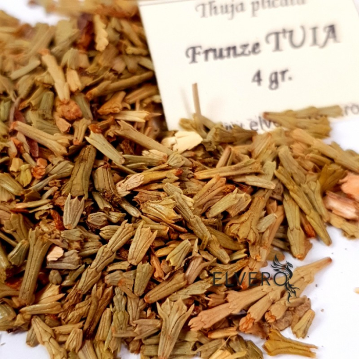Frunze Tuia pentru fumigatii, 4 gr, Thuia Plicata, cod 1390 [2]