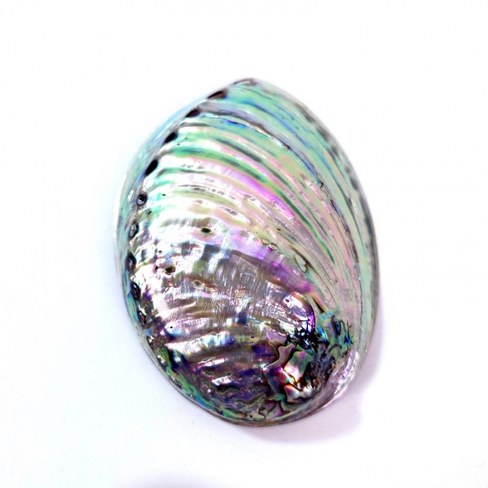 Scoica paua abalone suport fumigatie [2]