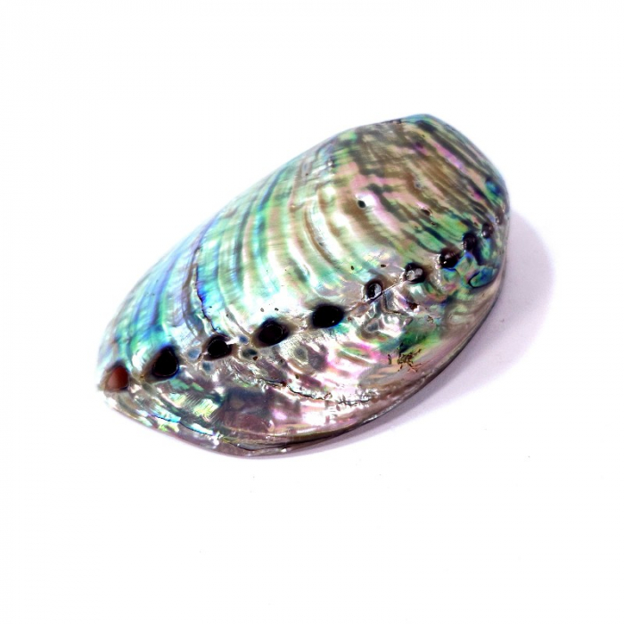 Scoica paua abalone suport fumigatie [3]