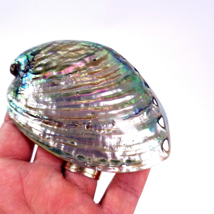 Scoica paua abalone suport fumigatie [4]