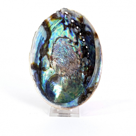 Scoica mare abalone haliotis curcubeu [1]