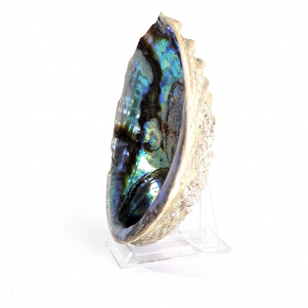 Scoica mare abalone haliotis curcubeu [2]