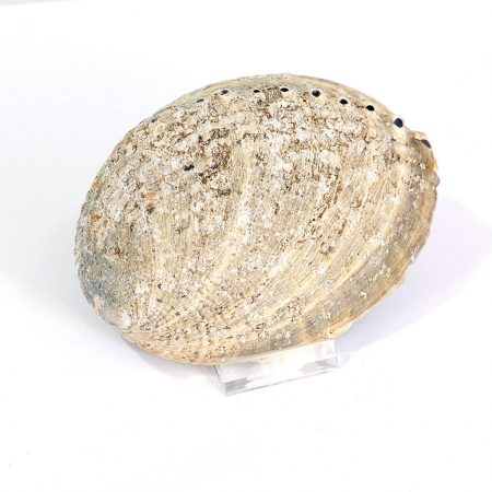 Scoica mare abalone haliotis curcubeu [3]
