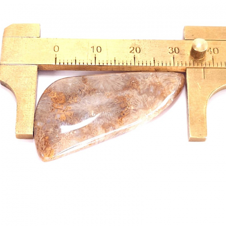 Coral fosil natural cabochon de 42 mm, culoare nativa [3]