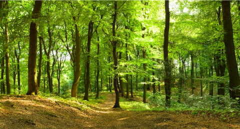 Panouri radiante COLOR - Sunplus Color padurea 2