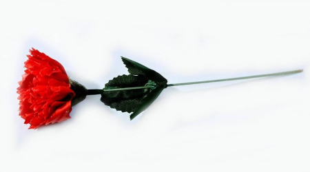 Flori sapun - fir garoafa, floare de sapun ambalata individual