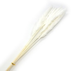 Flori naturale stabilizate - Flori naturale stabilizate, buchet 10 fire, pampas, 80 cm, alb