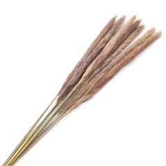 Flori naturale stabilizate - Flori naturale stabilizate, buchet 10 fire, pampas, 80 cm, natur