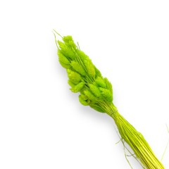 Flori naturale stabilizate - Flori naturale stabilizate, buchet 50 fire, phalaris, 70 cm, verde