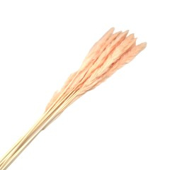 Flori naturale stabilizate - Flori naturale stabilizate, buchet 10 fire, pampas, 80 cm, somon