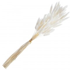 Decoratiuni - Flori naturale stabilizate, lagurus, 50 fire, 60 cm, alb
