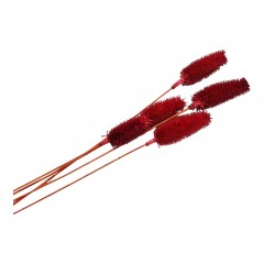 Flori naturale stabilizate - Flori naturale stabilizate, dipsacus scai, 5 fire, 50 cm, rosu