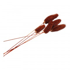 Flori naturale stabilizate - Flori naturale stabilizate, dipsacus scai, 5 fire, 50 cm, bordo