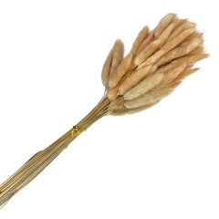Flori naturale stabilizate - flori naturale stabilizate, lagurus, 50 fire, 60 cm, crem