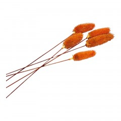 Flori naturale stabilizate - Flori naturale stabilizate, dipsacus scai, 5 fire, 50 cm, portocaliu