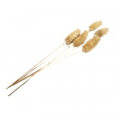 Flori naturale stabilizate - Flori naturale stabilizate, dipsacus scai, 5 fire, 50 cm, natur