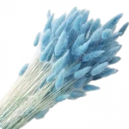Decoratiuni - Flori naturale stabilizate, lagurus, 50 fire, 60 cm, albastru