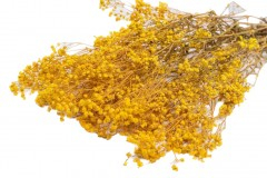 Decoratiuni - Flori naturale stabilizate, gypsophila, 70 cm, galben