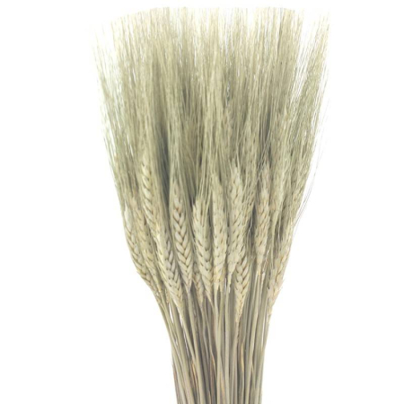 Flori naturale stabilizate - Flori naturale stabilizate, spic de grau, 50 fire, 70 cm, natur