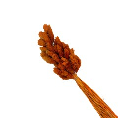 Flori naturale stabilizate - Flori naturale stabilizate, buchet 50 fire, phalaris, 70 cm, maro