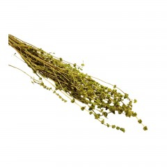 Flori naturale stabilizate - Flori naturale stabilizate, sofran verde, 80 cm - Copie