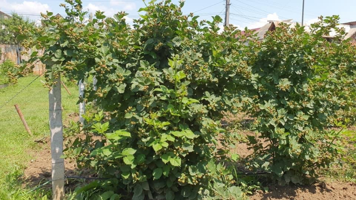 Z300 activator natural al solului cu zeolit Enviro Naturals [5]