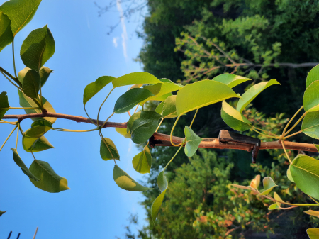 Ramfix 1, clema palisare Enviro Naturals [2]