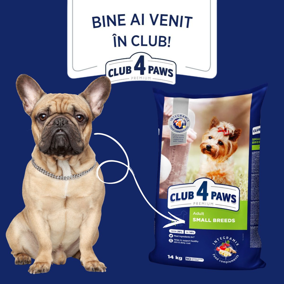 Nevoile speciale ale câinilor mici. Cum le susții corect?