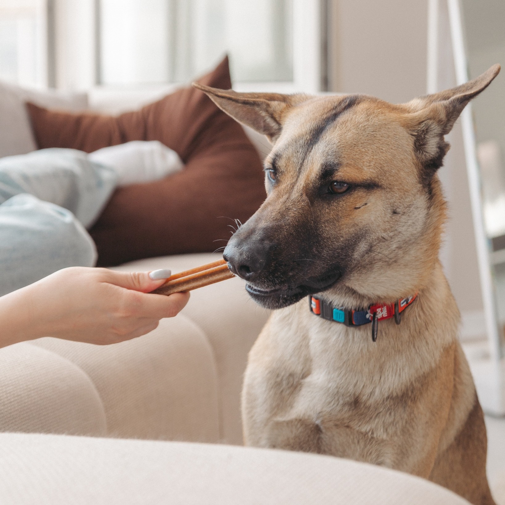 Sticks-urile Club4Paws – gustări pe gustul fiecărui câine